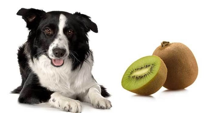 Can Dogs Eat Kiwi