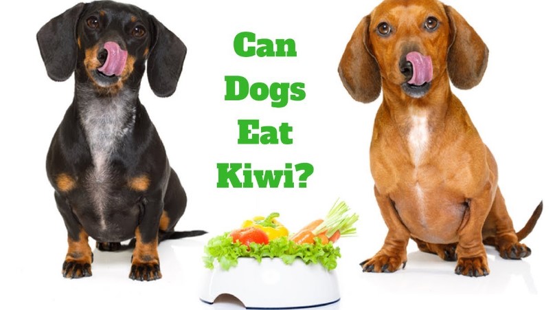 Can Dogs Eat Kiwi