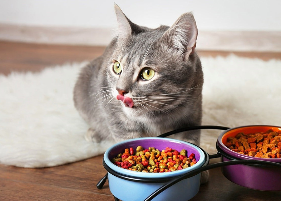 Can Normal Cats Eat Sterilised Cat Food?