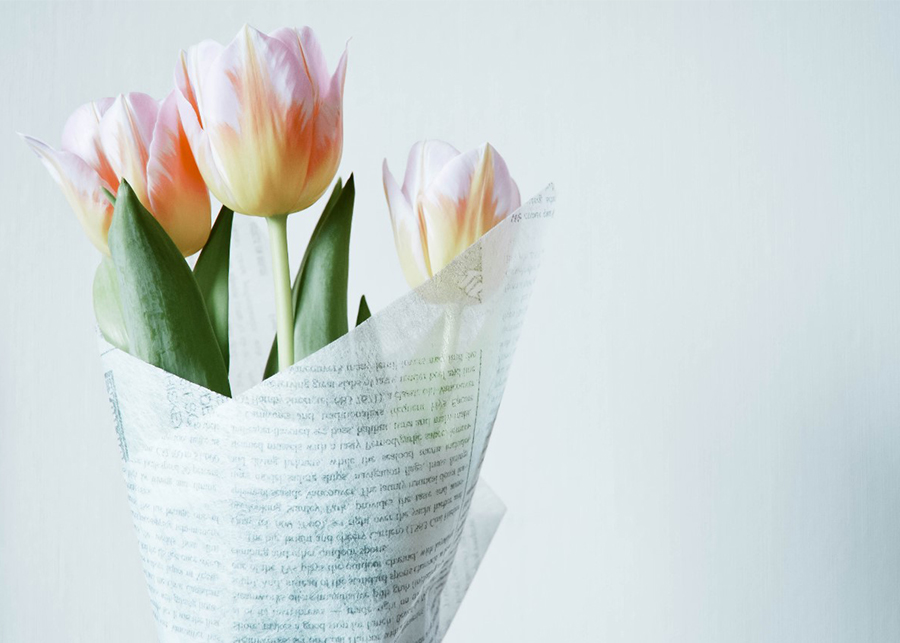 What You Need to Know About Tulip Care and Meaning