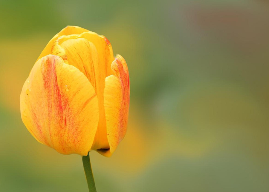 Yellow Tulip Meaning and Symbolism