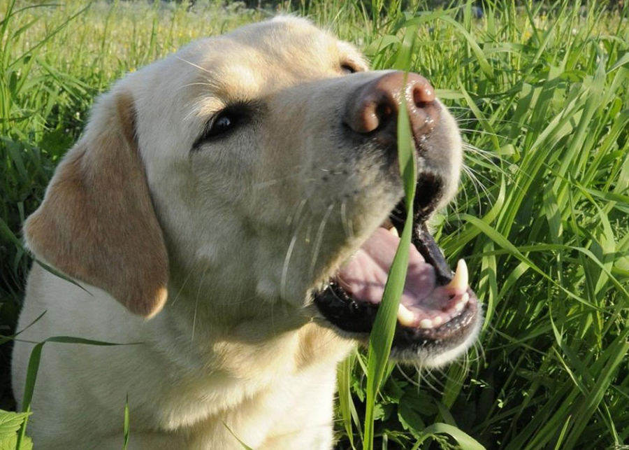 Why Dogs Eat Grass