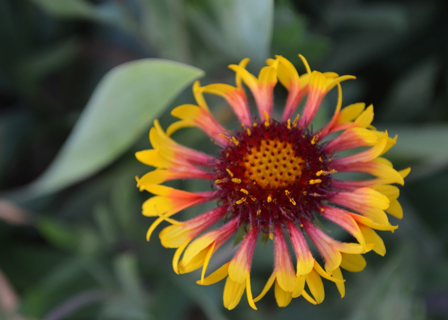 Different Types of Flowers