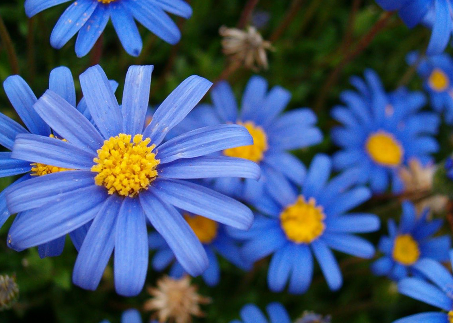 Types of Flowers