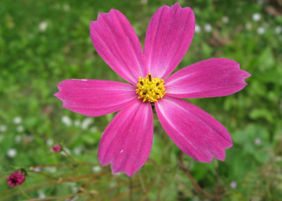 Different Types of Pink Flowers