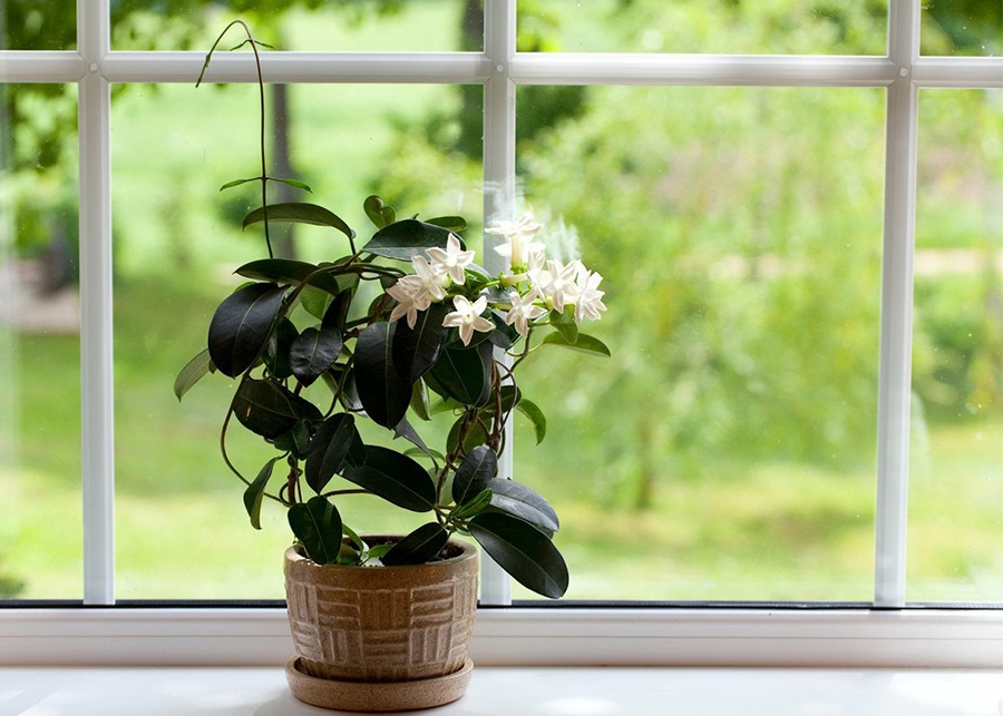 White Flowers For House Plants