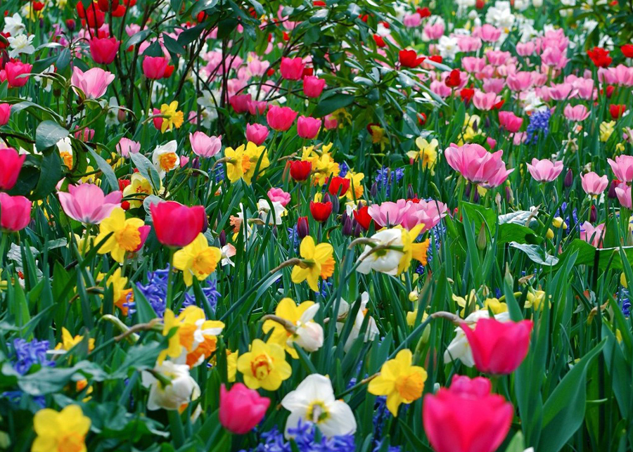 The Symbolism of Birth Flowers