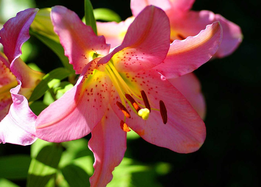 What You Need to Know About Lily Flowers